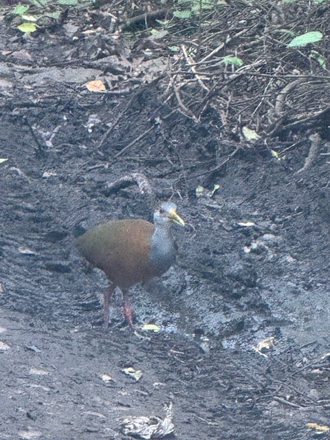 Russet-naped Wood-Rail - ML646508756