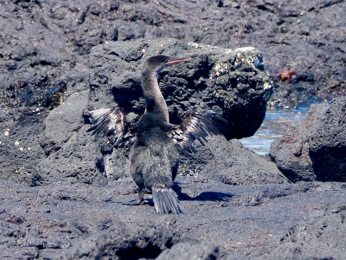 Cormorán Mancón - ML646508769