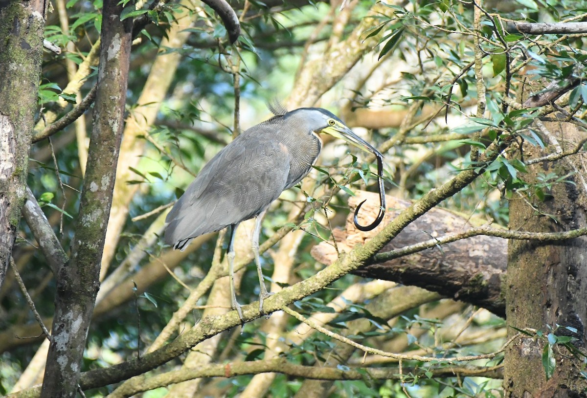 Bare-throated Tiger-Heron - ML646508775