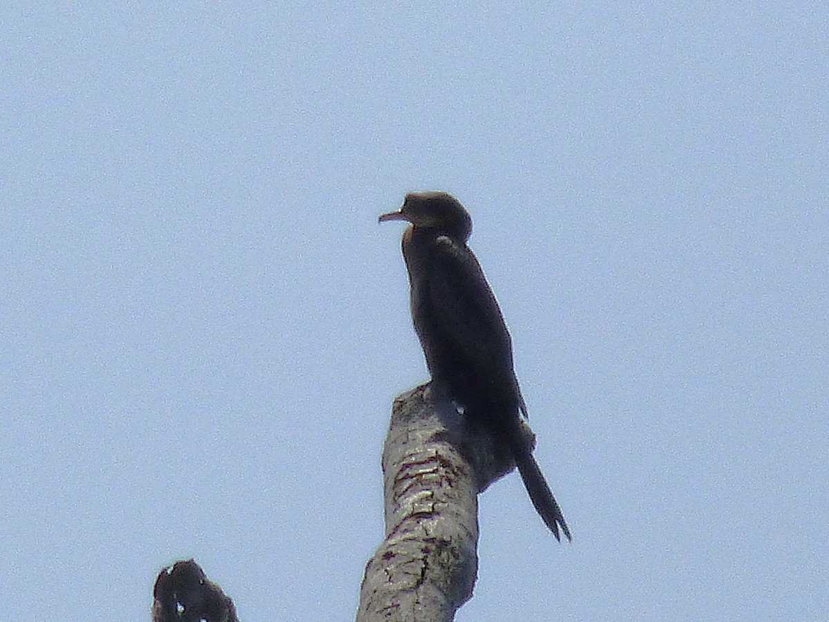 langstjertskarv - ML646508777