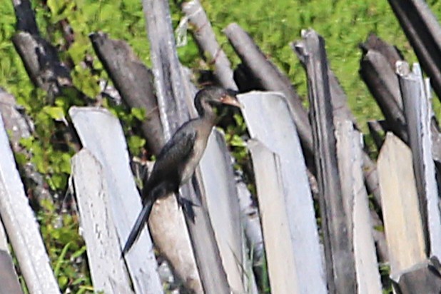 langstjertskarv - ML646508778