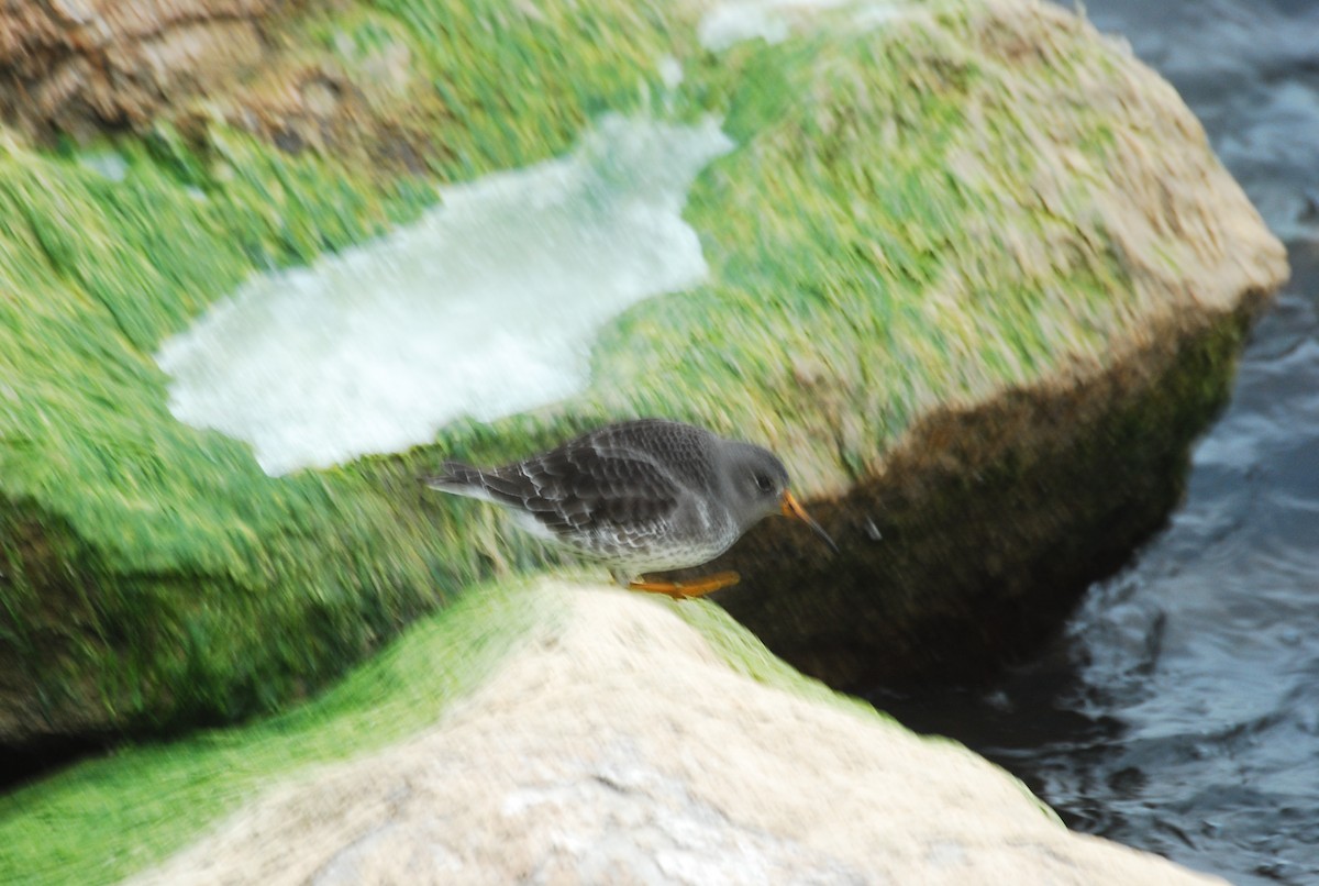 Purple Sandpiper - ML646508785