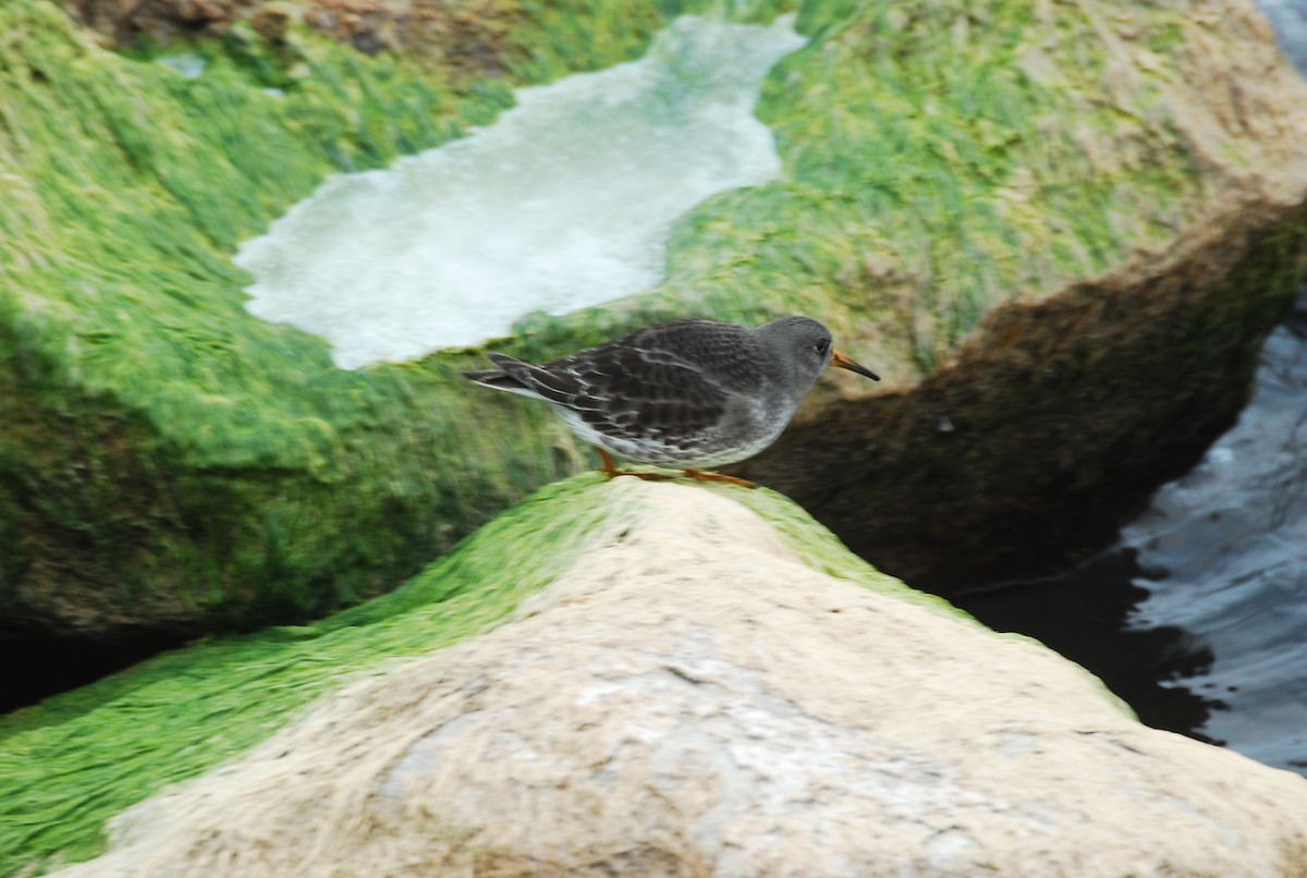 Purple Sandpiper - ML646508786