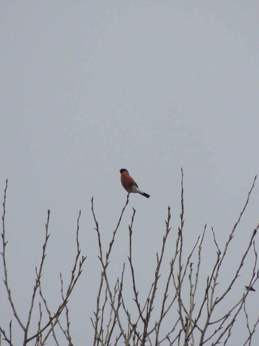 Eurasian Bullfinch - ML646508787