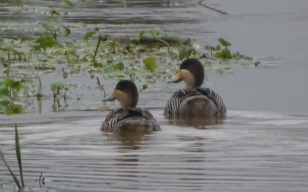 Чирянка чорноголова - ML646508788