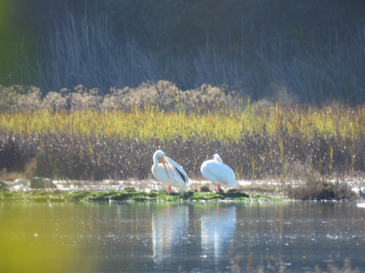 American White Pelican - ML646508794