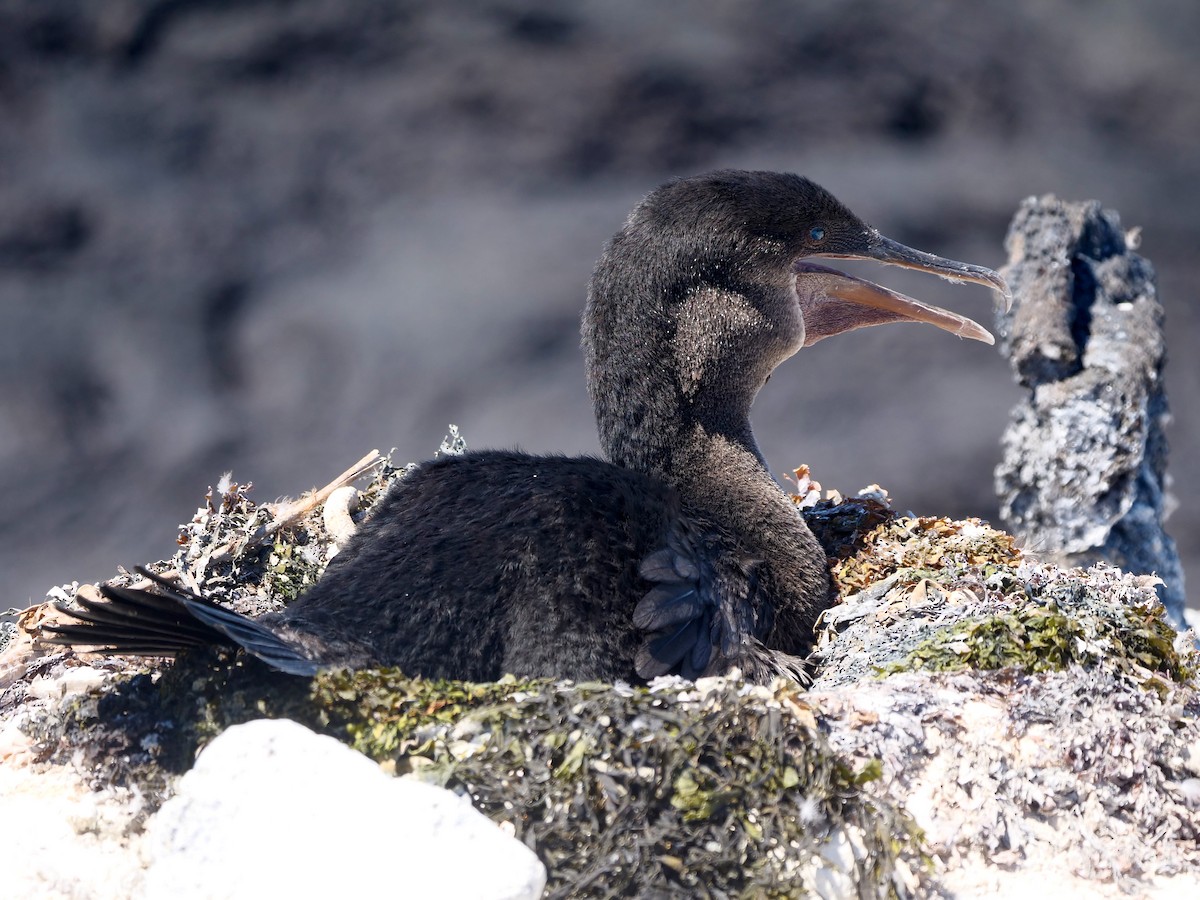Cormorán Mancón - ML646508800