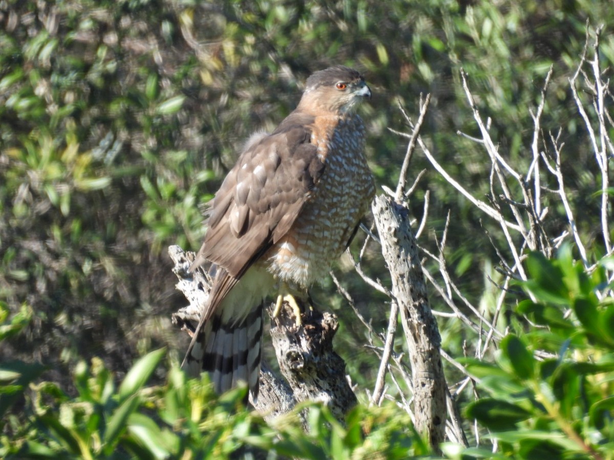 Cooper's Hawk - ML646508802