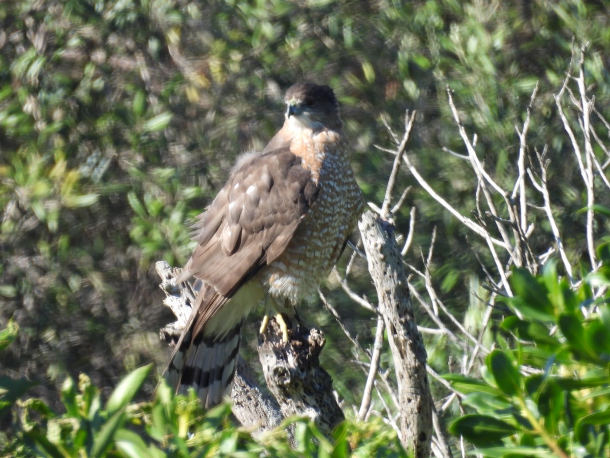 Cooper's Hawk - ML646508803