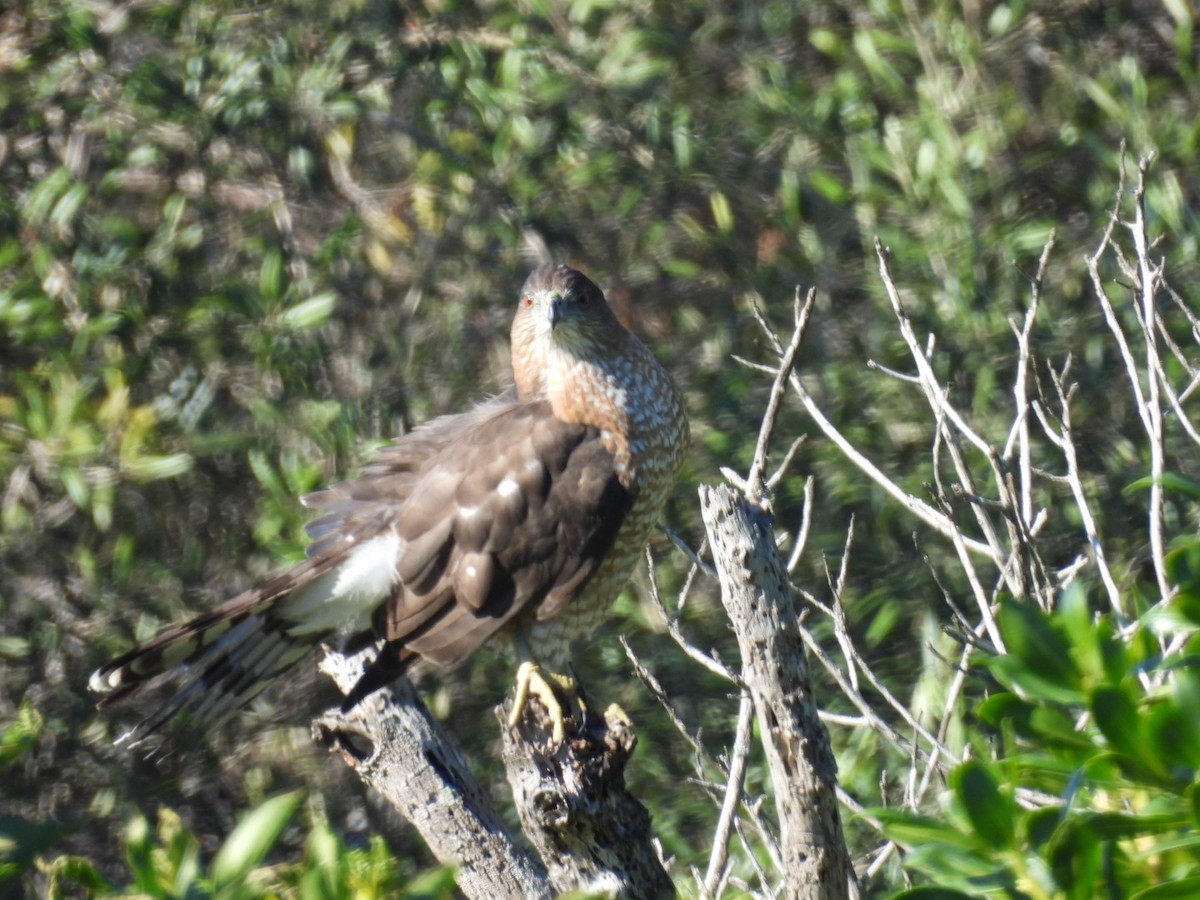 Cooper's Hawk - ML646508804