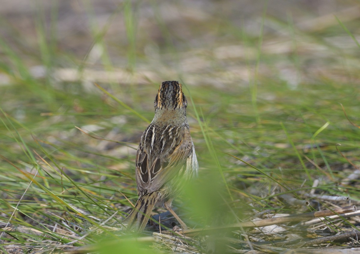 Saltmarsh Sparrow - ML646508810