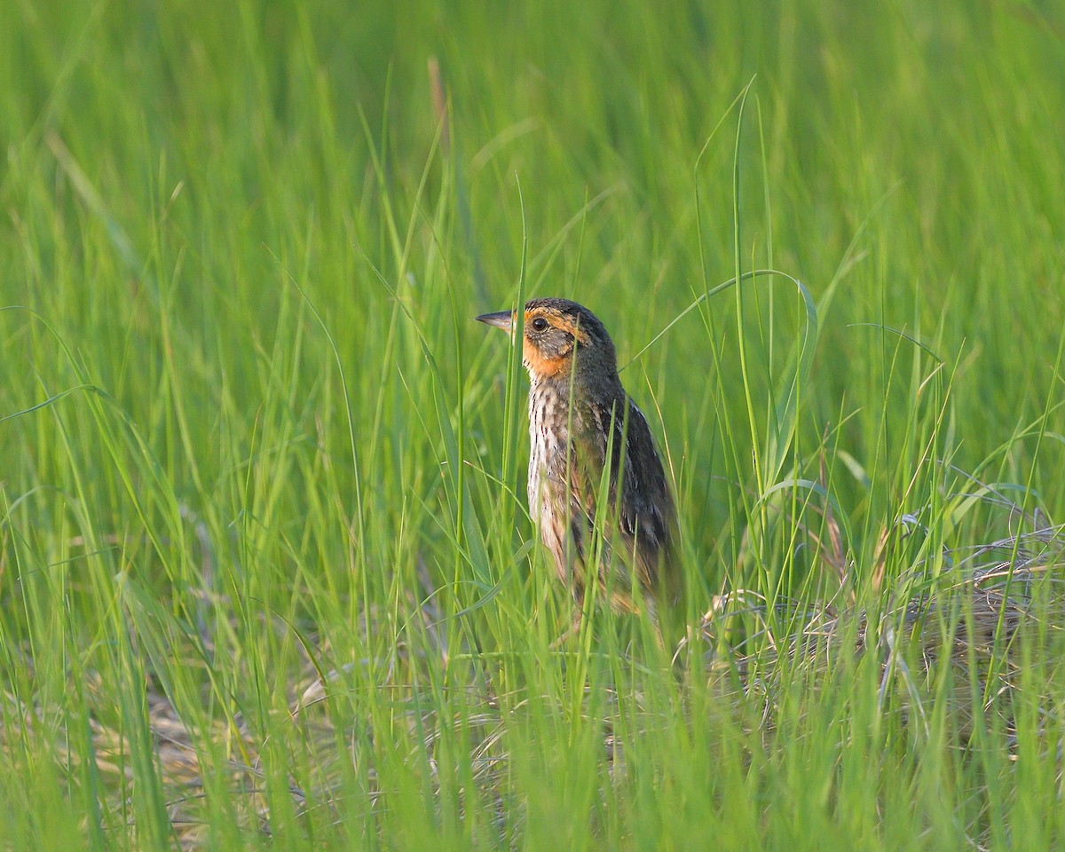 Saltmarsh Sparrow - ML646508811
