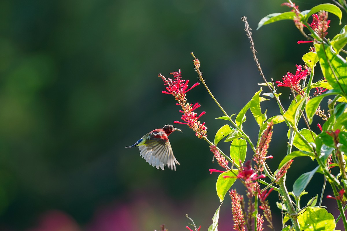 Crimson Sunbird - ML646508812