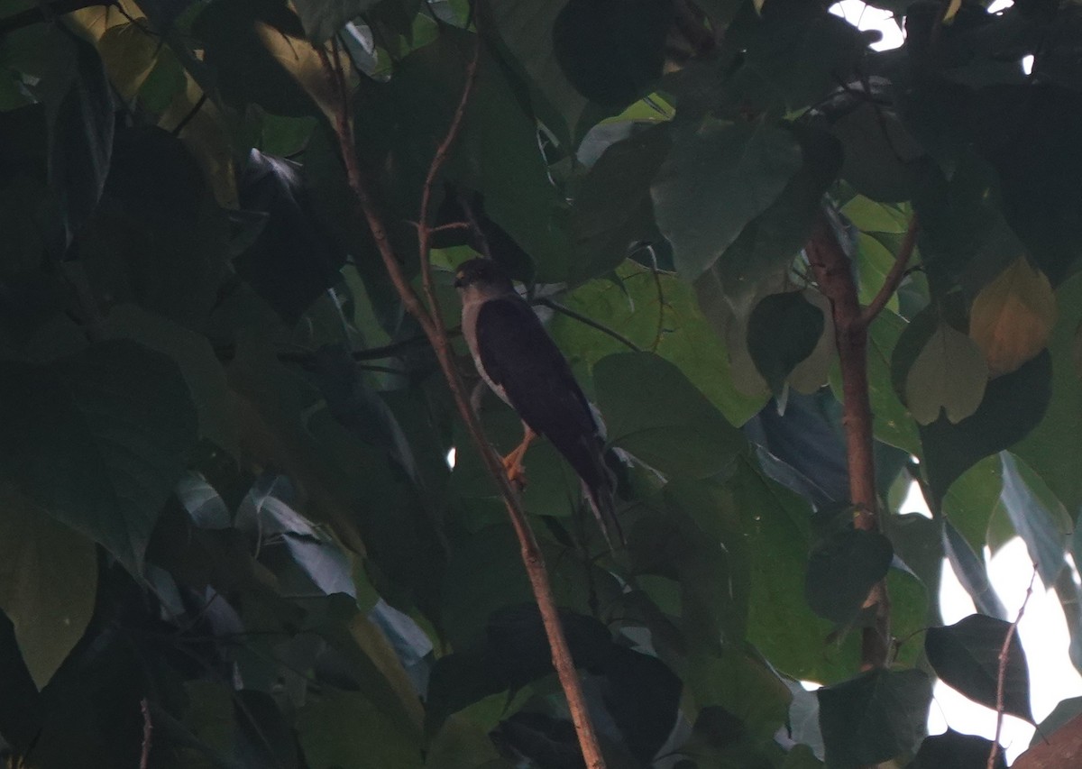 Chinese Sparrowhawk - ML646508813