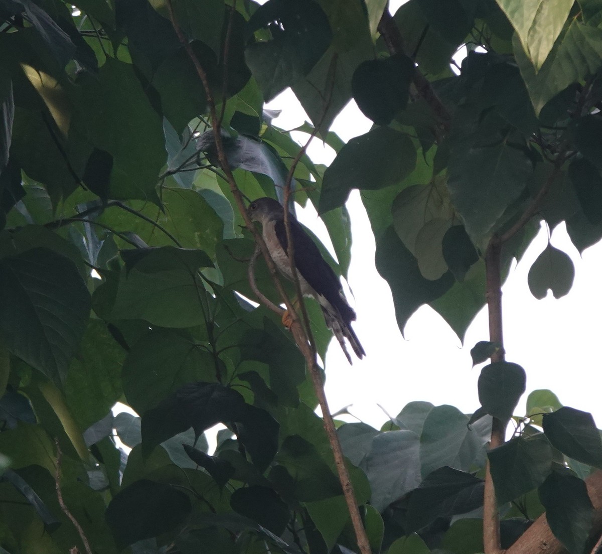 Chinese Sparrowhawk - ML646508814