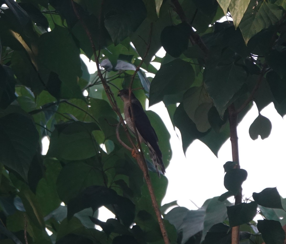 Chinese Sparrowhawk - ML646508815