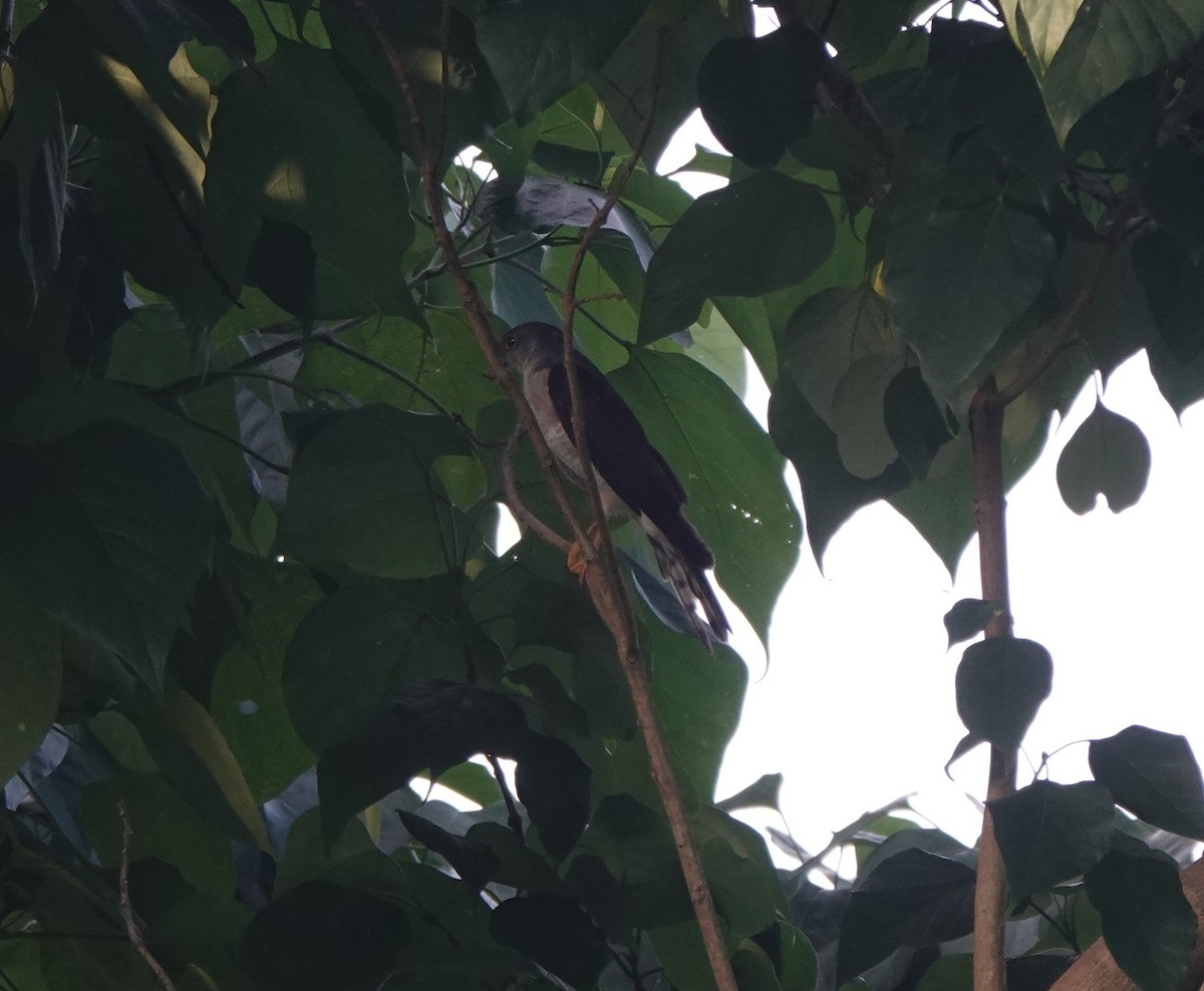 Chinese Sparrowhawk - ML646508816