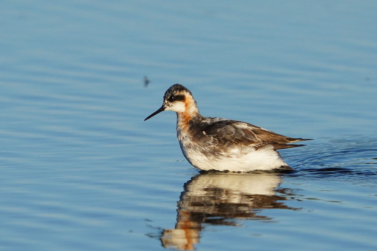 Red-necked Phalarope - ML646508832