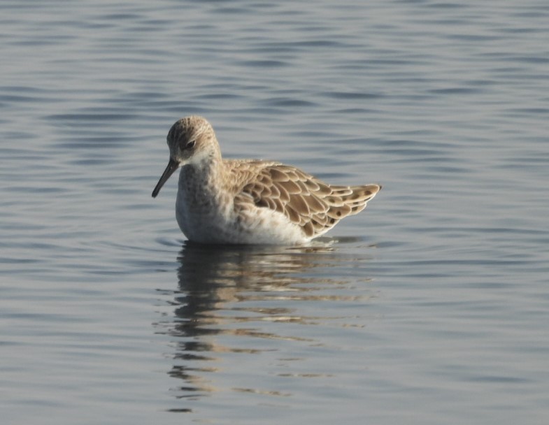 Döğüşkenkuş - ML646508833