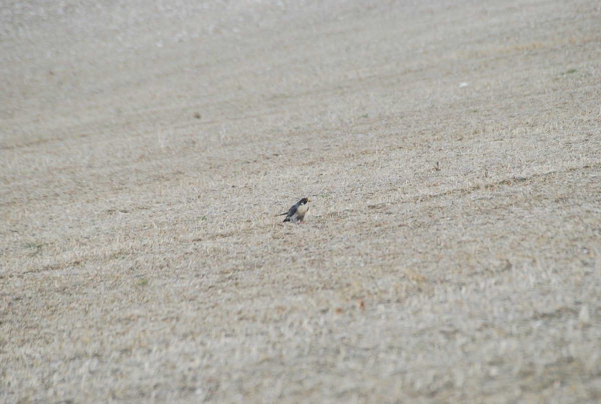 遊隼 - ML646508834