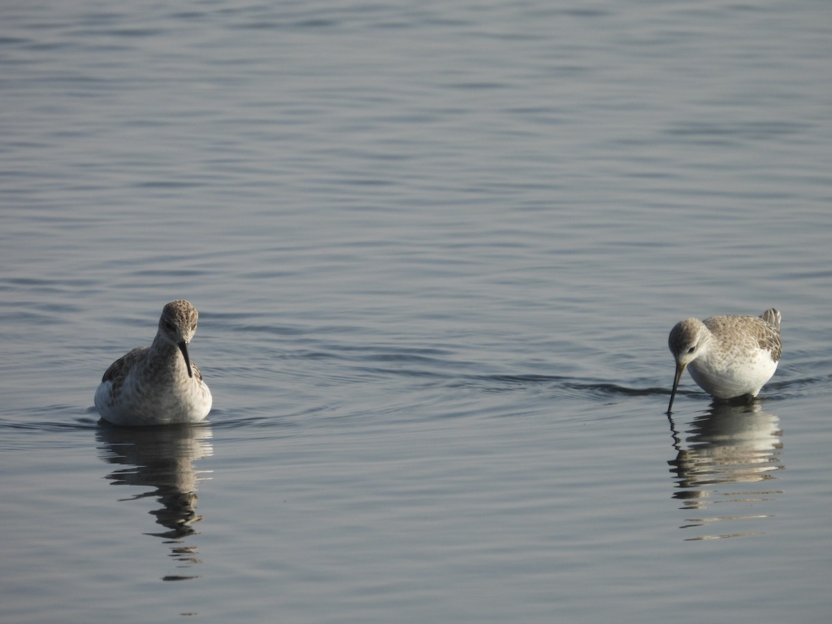 Döğüşkenkuş - ML646508835