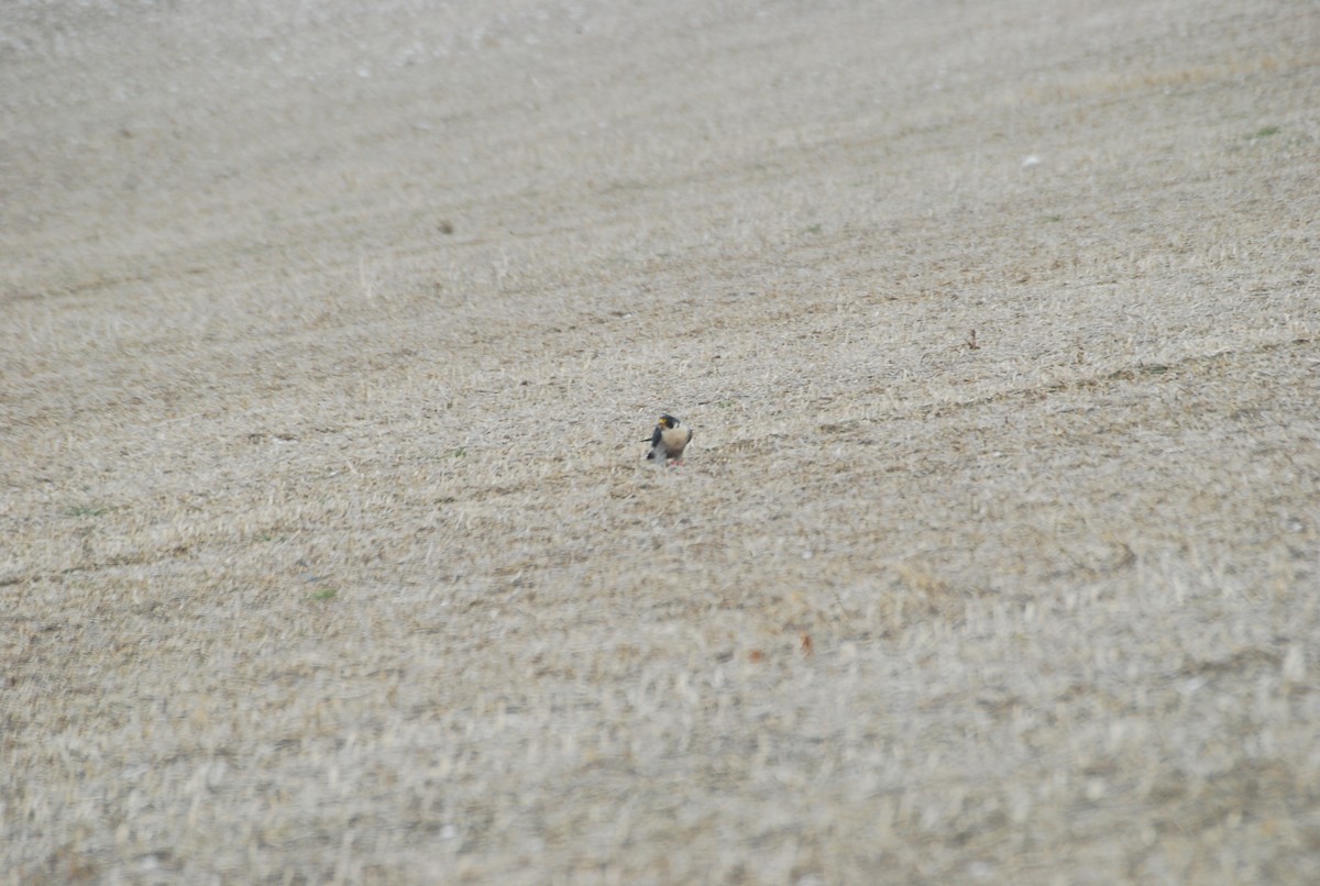 遊隼 - ML646508836