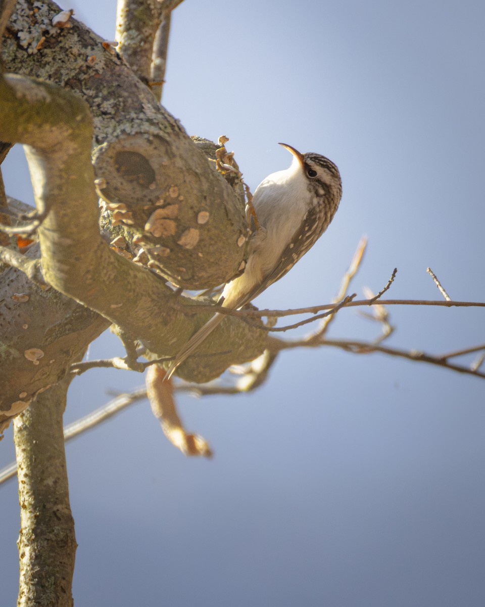 Agateador Americano - ML646508846