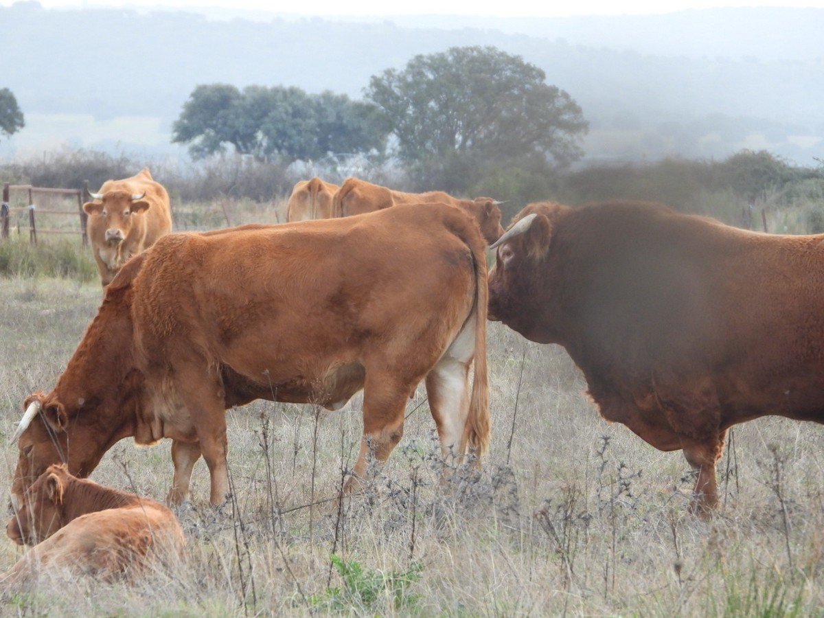 Настоящие быки - ML646508848