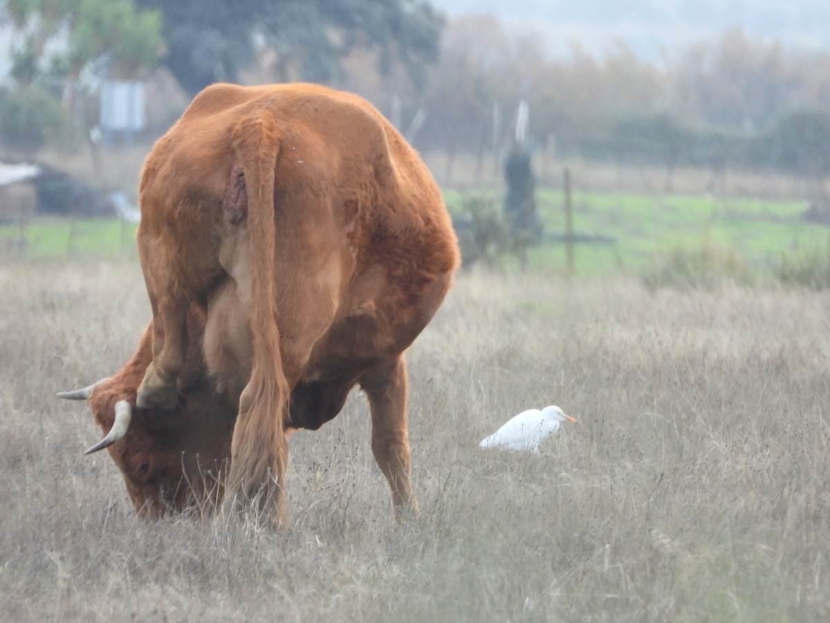 Настоящие быки - ML646508849