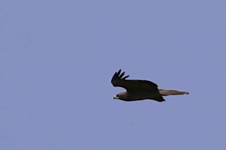 Wahlberg's Eagle - ML646508850