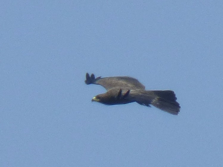 Wahlberg's Eagle - ML646508851