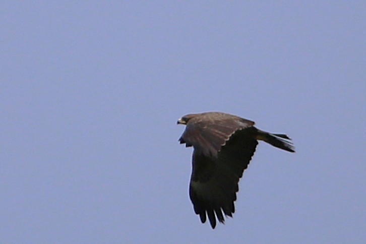 Wahlberg's Eagle - ML646508852