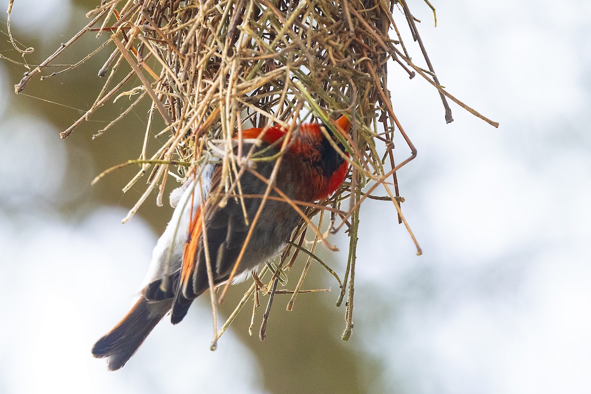 Anaplecte écarlate - ML646508853