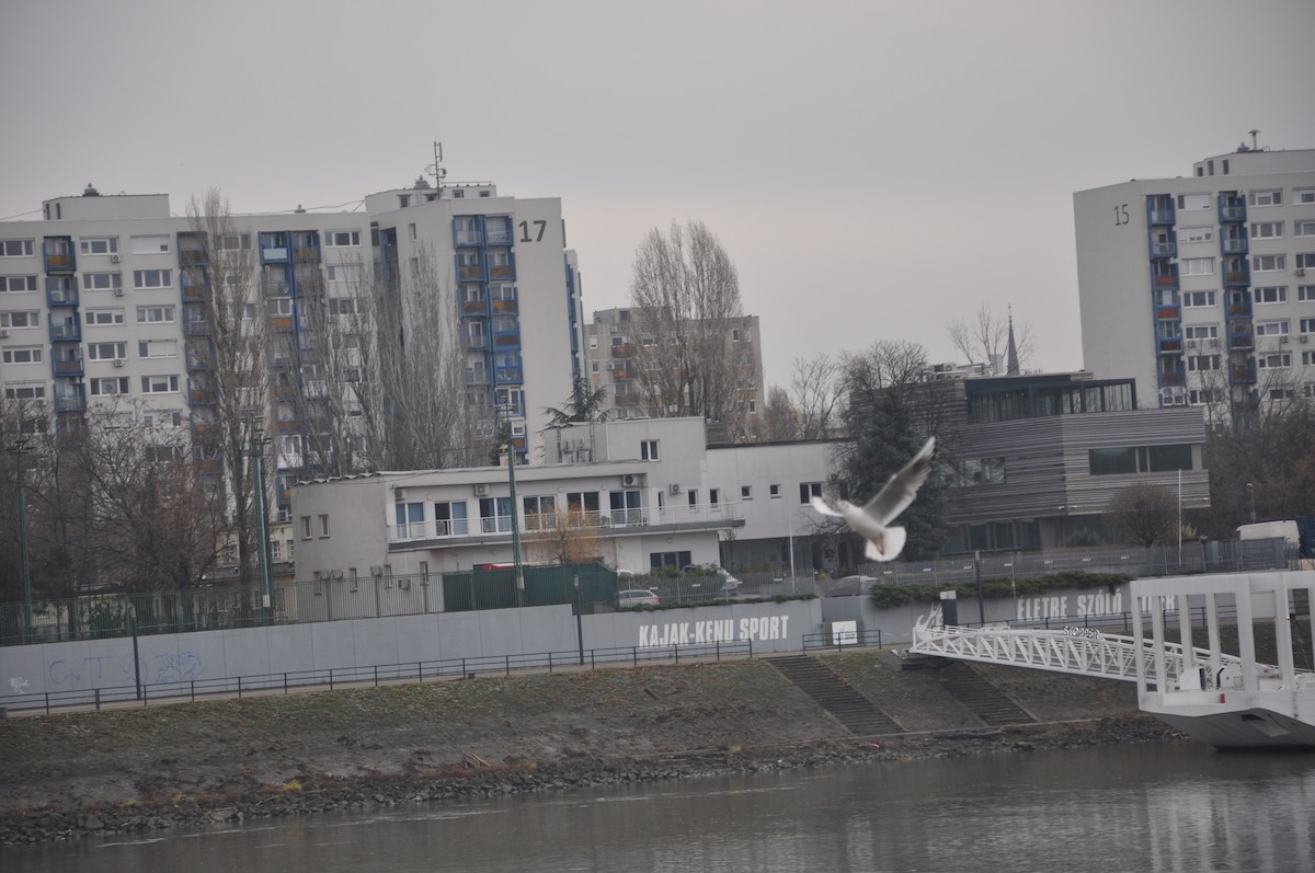 racek chechtavý - ML646508860