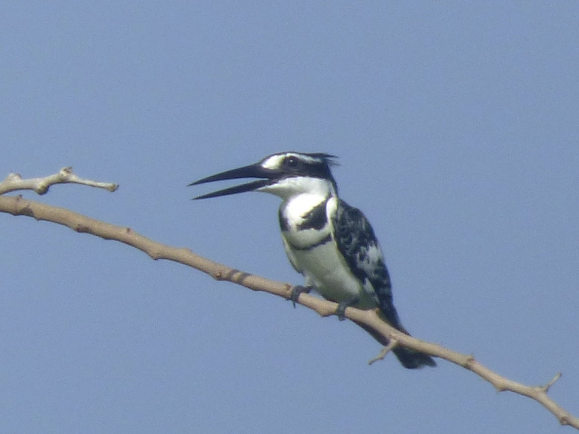 Pied Kingfisher - ML646508863