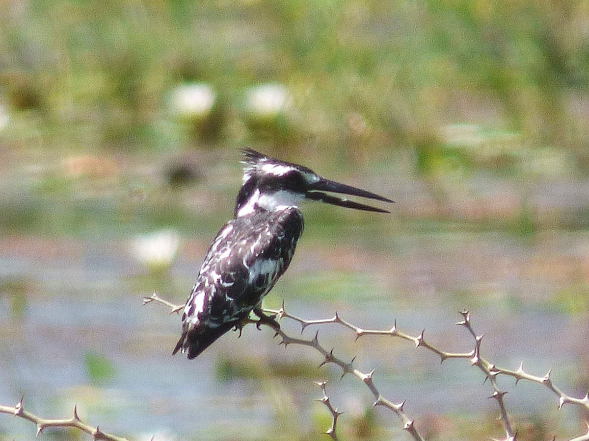Pied Kingfisher - ML646508864