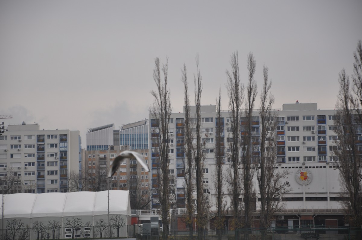 racek chechtavý - ML646508865