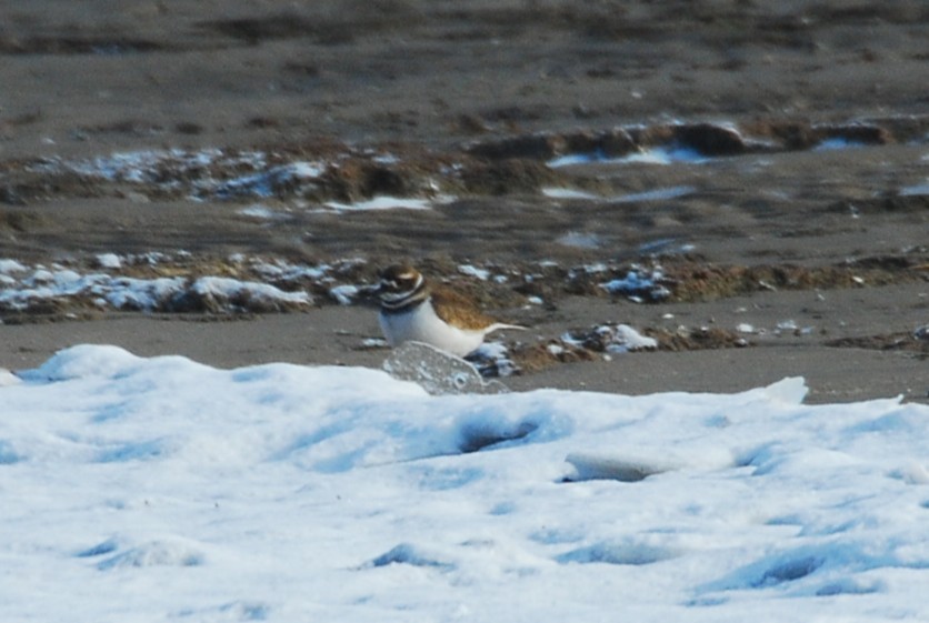 Killdeer - ML646508867
