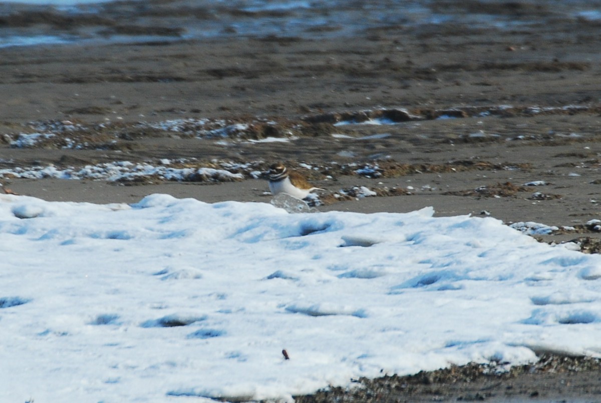 Killdeer - ML646508868