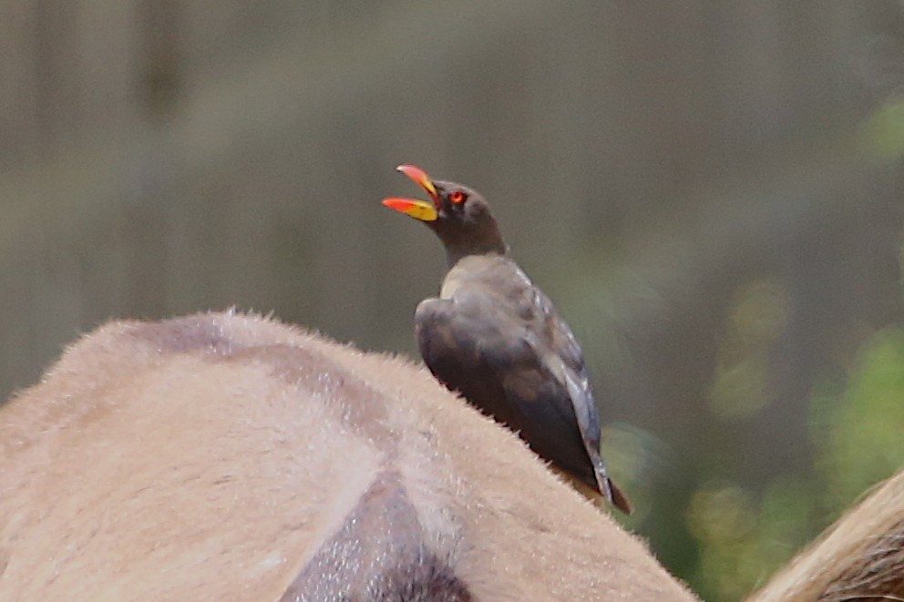 Yellow-billed Oxpecker - ML646508869
