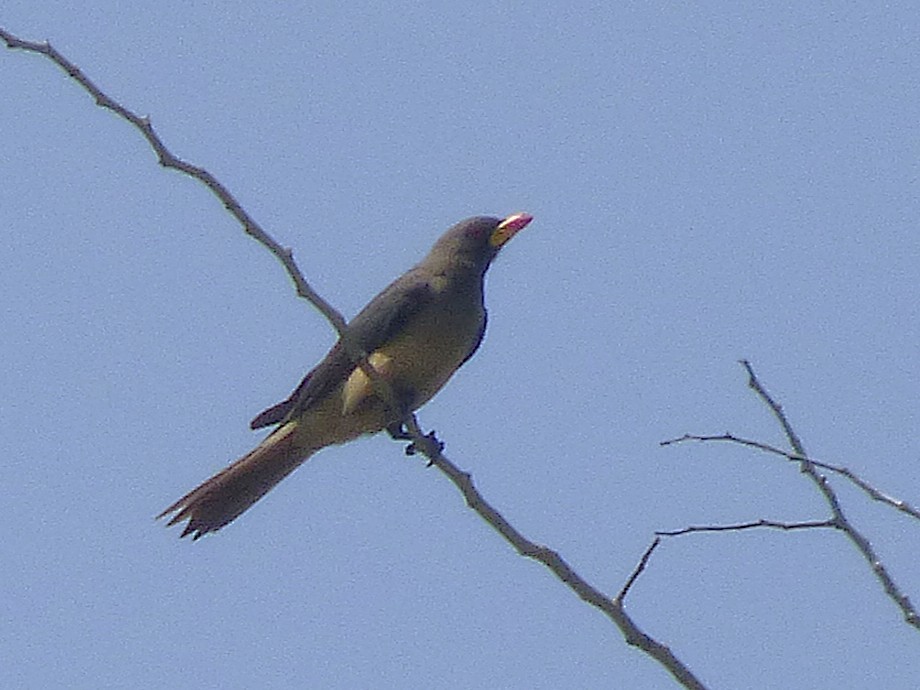 Yellow-billed Oxpecker - ML646508870