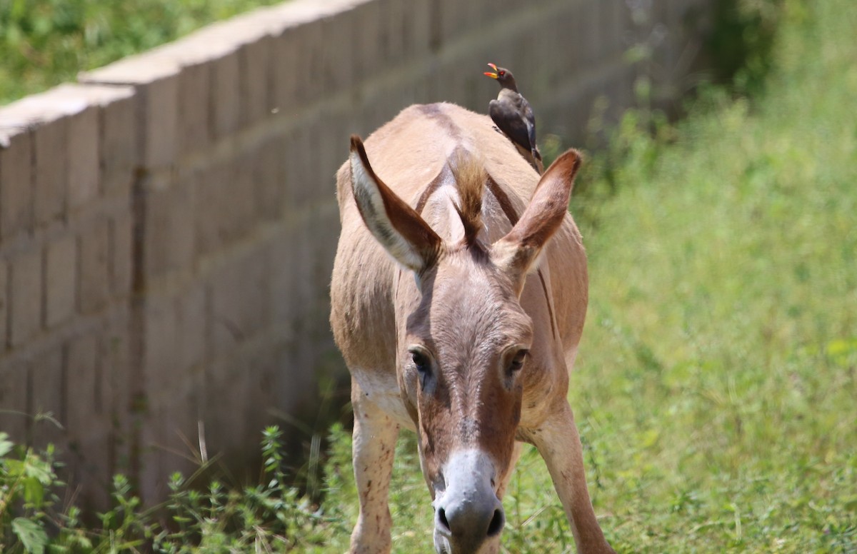 Yellow-billed Oxpecker - ML646508872