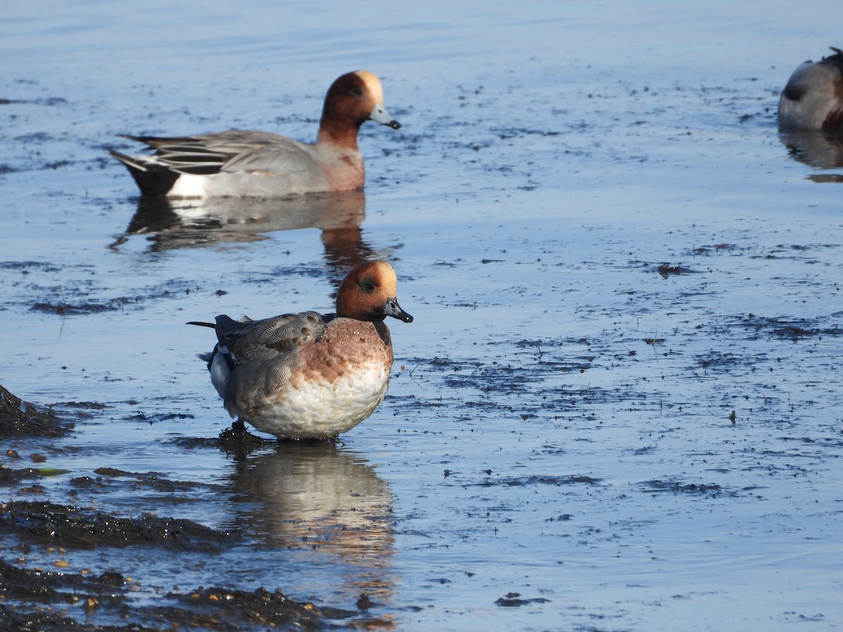 hvízdák eurasijský - ML646508874
