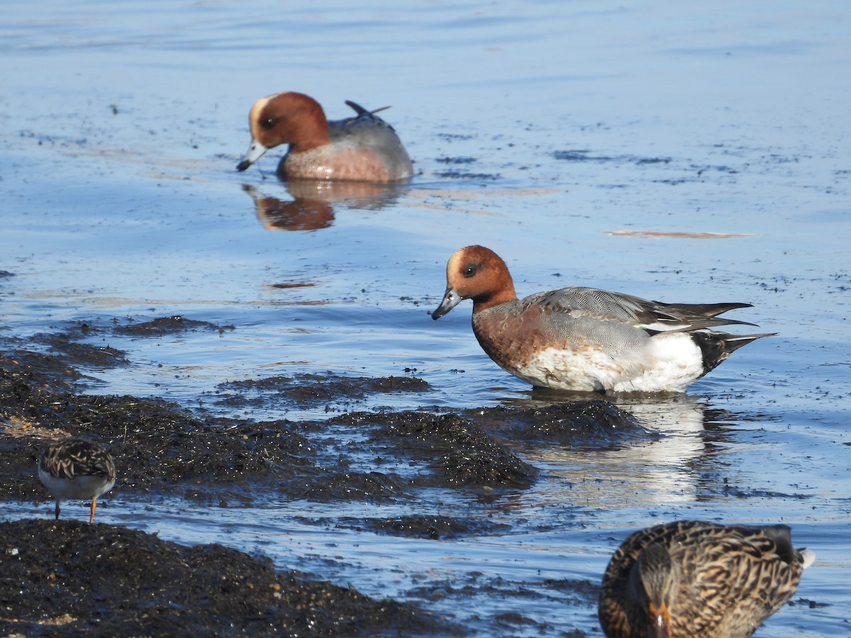 hvízdák eurasijský - ML646508875