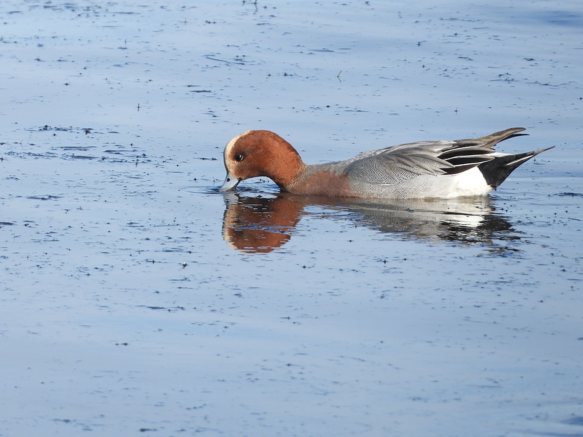 hvízdák eurasijský - ML646508876