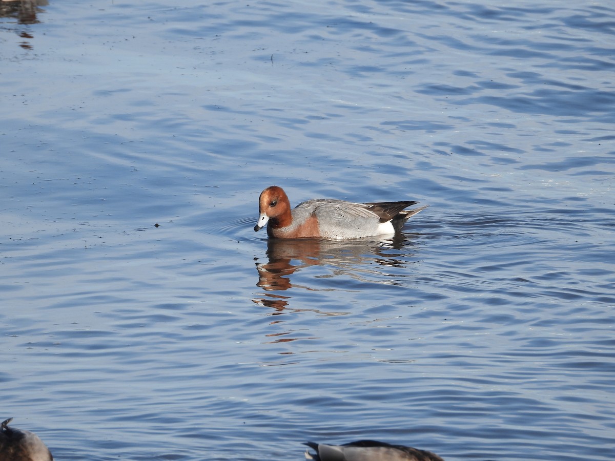 hvízdák eurasijský - ML646508877