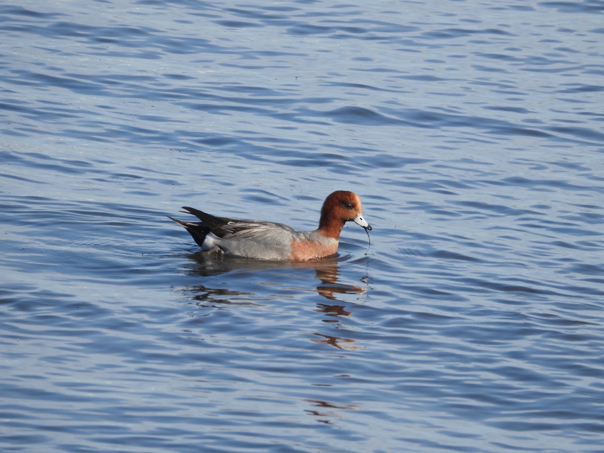 hvízdák eurasijský - ML646508878