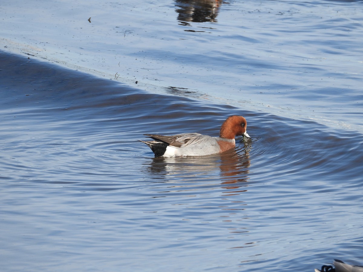 hvízdák eurasijský - ML646508879