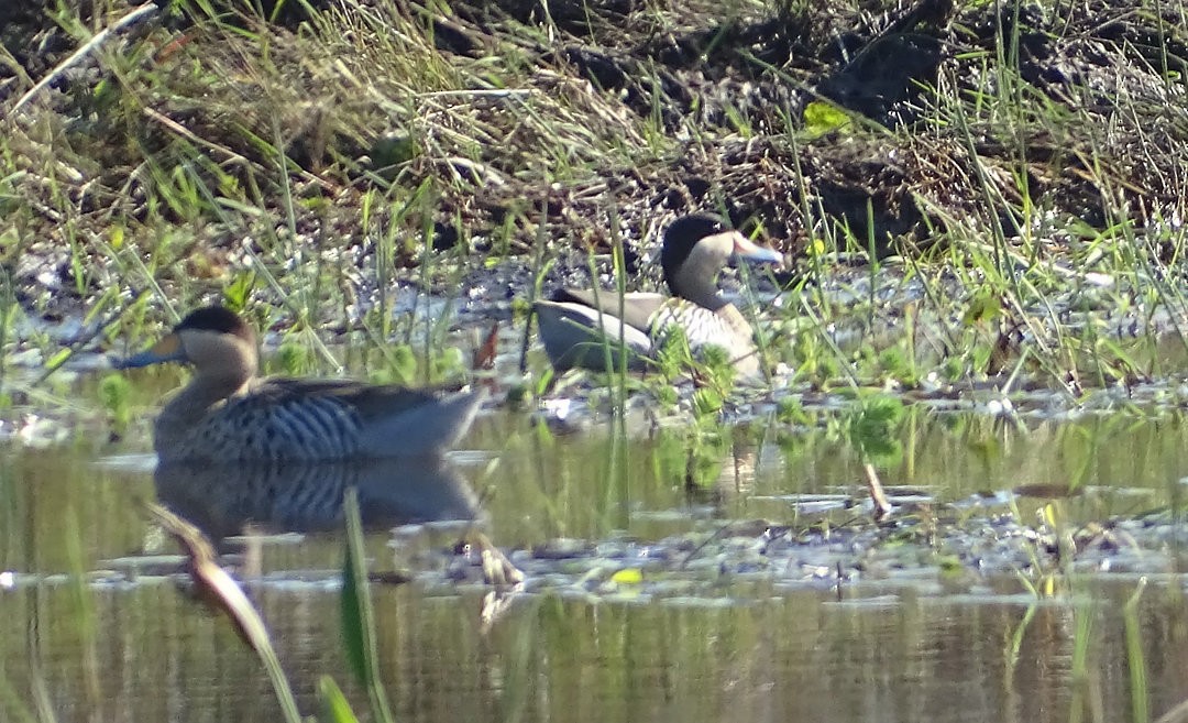 Чирянка чорноголова - ML646508880