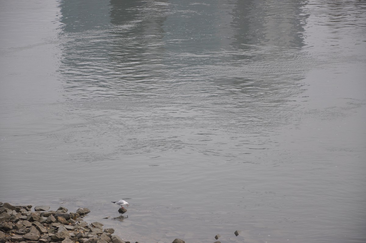 racek chechtavý - ML646508881